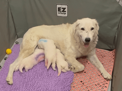 1649084888 Inside Our Maremma Puppy Program