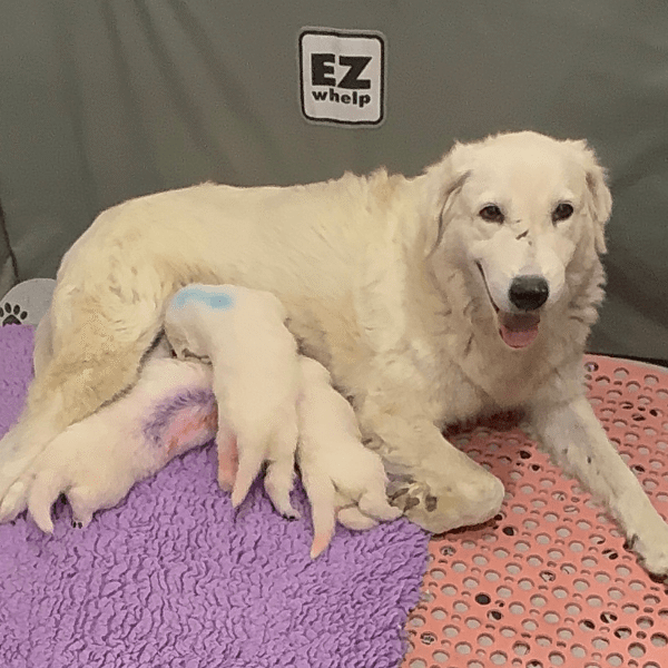 517851475 Carina: Gentle Young Maremma for a Flat-Terrain Farm