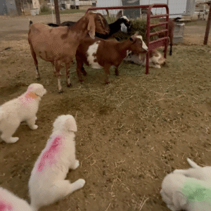 3314388501 Inside Our Maremma Puppy Program