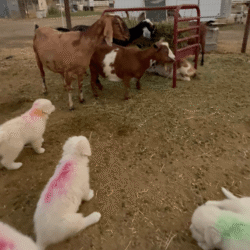 Sevro & Aurae Litter 8/25