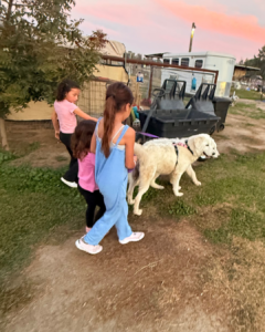 2485925961 Inside Our Maremma Puppy Program