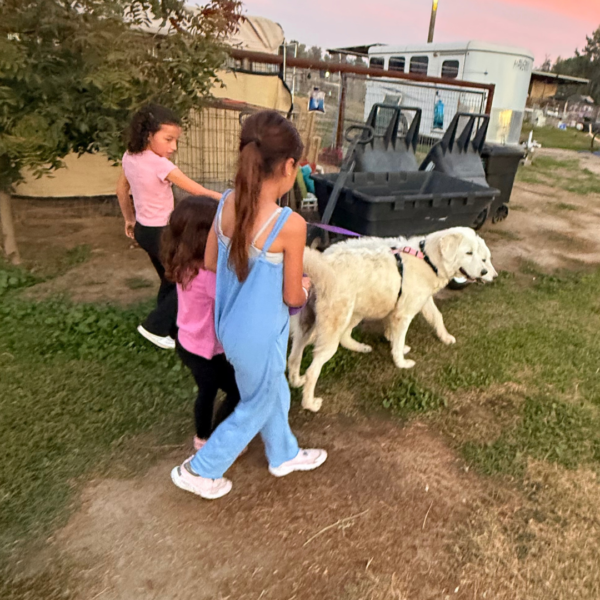 2933383216 Carina: Gentle Young Maremma for a Flat-Terrain Farm