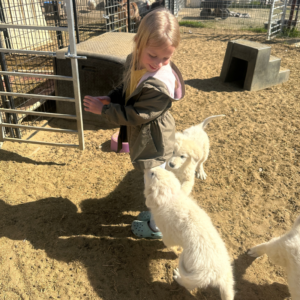 2739039208 Inside Our Maremma Puppy Program