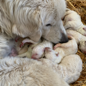 3072062195 Inside Our Maremma Puppy Program