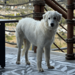 1465527421 Success Stories: Prancing Pony Maremmas Thriving Across North America