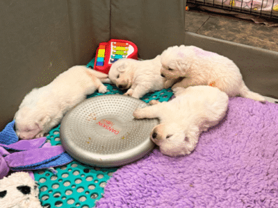 4281351358 Inside Our Maremma Puppy Program