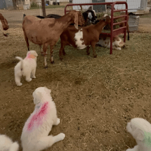 2730478311 Inside Our Maremma Puppy Program