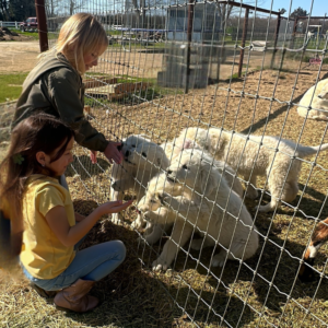 2351768973 Inside Our Maremma Puppy Program