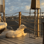 1740497749 Success Stories: Prancing Pony Maremmas Thriving Across North America