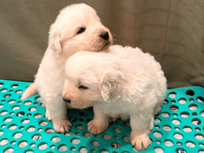 1157061695 Inside Our Maremma Puppy Program