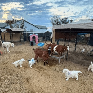 1253634336 Inside Our Maremma Puppy Program