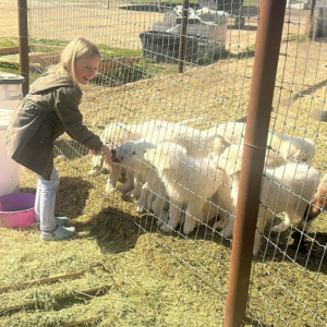 2908715413 Inside Our Maremma Puppy Program