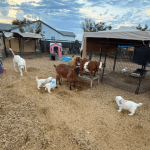 3343058799 Inside Our Maremma Puppy Program