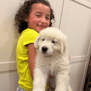 1692053338 Inside Our Maremma Puppy Program