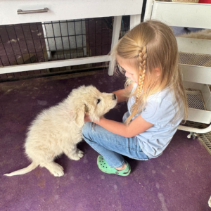 3716968461 Inside Our Maremma Puppy Program
