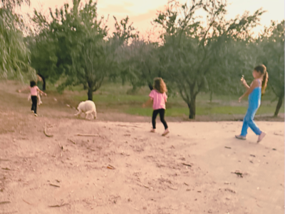 44382848 Inside Our Maremma Puppy Program