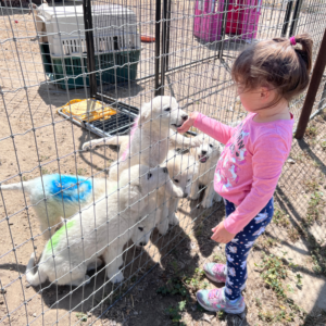 2963188459 Inside Our Maremma Puppy Program
