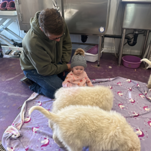 791983602 Inside Our Maremma Puppy Program