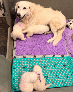 1431659076 Inside Our Maremma Puppy Program