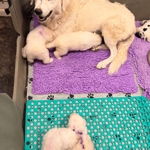1448137536 Carina: Gentle Young Maremma for a Flat-Terrain Farm