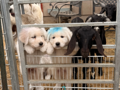 1662009983 Inside Our Maremma Puppy Program