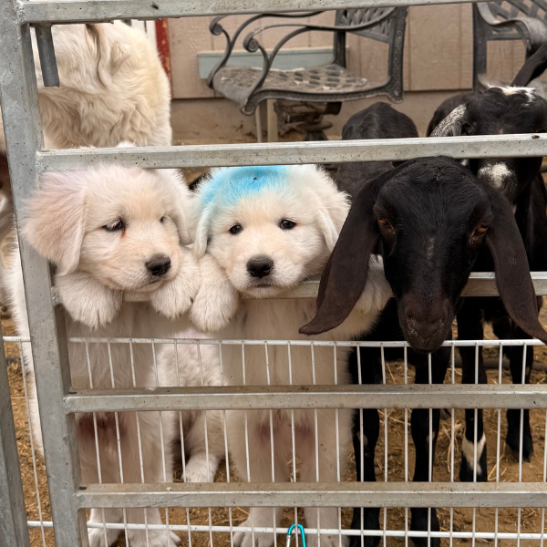 461706462 Carina: Gentle Young Maremma for a Flat-Terrain Farm