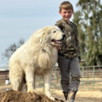 3163144566 Success Stories: Prancing Pony Maremmas Thriving Across North America