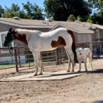 440756496 Success Stories: Prancing Pony Maremmas Thriving Across North America