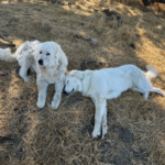 3705433610 Success Stories: Prancing Pony Maremmas Thriving Across North America