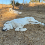 1423563683 Success Stories: Prancing Pony Maremmas Thriving Across North America