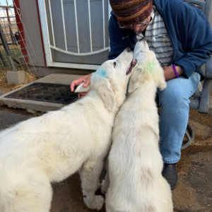 3265610532 Inside Our Maremma Puppy Program