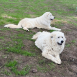 1000418798 Success Stories: Prancing Pony Maremmas Thriving Across North America