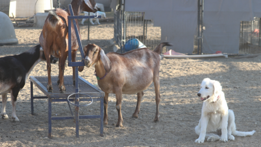 1424269601 Inside Our Maremma Puppy Program