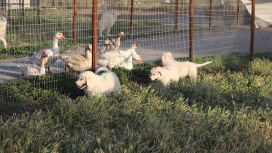 18960567 Inside Our Maremma Puppy Program
