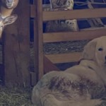 3864903909 Success Stories: Prancing Pony Maremmas Thriving Across North America