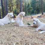 603641268 Success Stories: Prancing Pony Maremmas Thriving Across North America