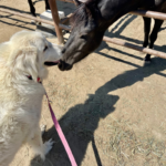 1131590633 Success Stories: Prancing Pony Maremmas Thriving Across North America