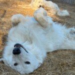 4041752827 Success Stories: Prancing Pony Maremmas Thriving Across North America