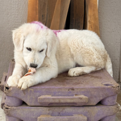 Sevro & Aurae Litter 8/25