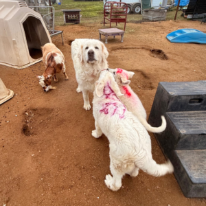3209393709 Inside Our Maremma Puppy Program