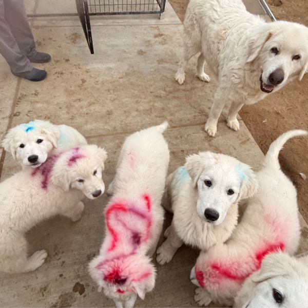 4237712516 Carina: Gentle Young Maremma for a Flat-Terrain Farm