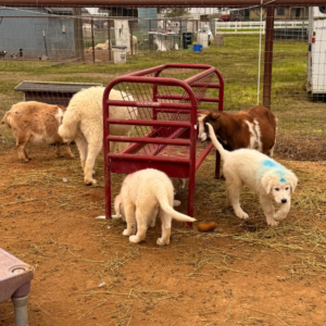 3612780595 Inside Our Maremma Puppy Program