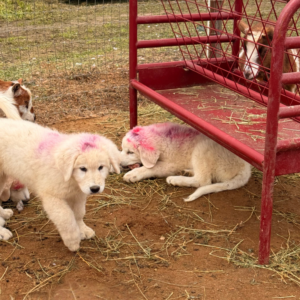 1196553949 Inside Our Maremma Puppy Program