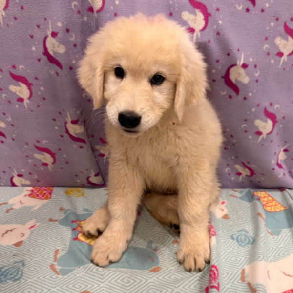27785797 Carina: Gentle Young Maremma for a Flat-Terrain Farm