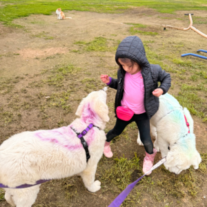 1430110257 Inside Our Maremma Puppy Program