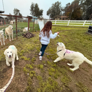 1968085140 Inside Our Maremma Puppy Program