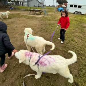 961636552 Inside Our Maremma Puppy Program