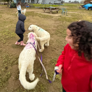 2081427651 Inside Our Maremma Puppy Program