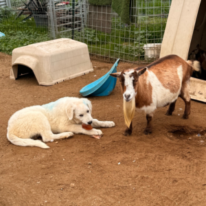 1657266564 Inside Our Maremma Puppy Program