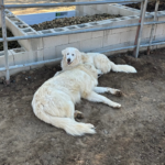 2578986215 Success Stories: Prancing Pony Maremmas Thriving Across North America